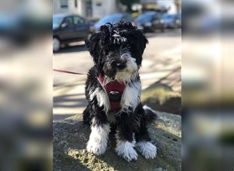 Aussiedoodle Traum ! Knuffige Welpen in tollen, wie seltenen Farben aus überprüfter Familienaufzucht