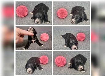 Aussiedoodle Traum ! Knuffige Welpen in tollen, wie seltenen Farben aus überprüfter Familienaufzucht