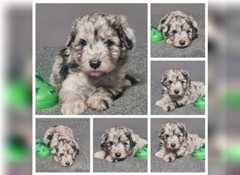 Aussiedoodle Traum ! Knuffige Welpen in tollen, wie seltenen Farben aus überprüfter Familienaufzucht