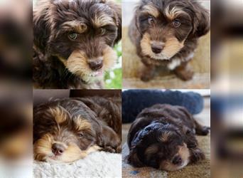 Aussiedoodle Traum ! Knuffige Welpen in tollen, wie seltenen Farben aus überprüfter Familienaufzucht