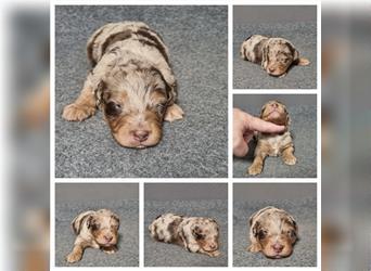 Aussiedoodle Traum ! Knuffige Welpen in tollen, wie seltenen Farben aus überprüfter Familienaufzucht