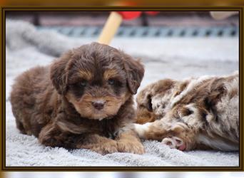 Aussiedoodle Traum ! Knuffige Welpen in tollen, wie seltenen Farben aus überprüfter Familienaufzucht