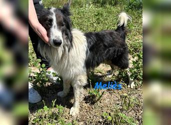 Meliès 02/2021 (in Deutschland) - lernwilliger, sozialer und sportlicher Border Collie!