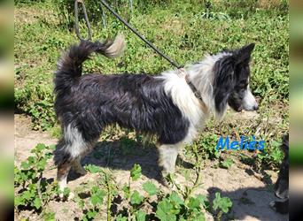 Meliès 02/2021 (in Deutschland) - lernwilliger, sozialer und sportlicher Border Collie!