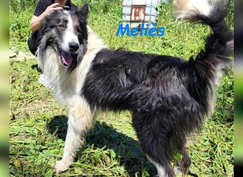 Meliès 02/2021 (in Deutschland) - lernwilliger, sozialer und sportlicher Border Collie!