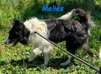 Meliès 02/2021 (in Deutschland) - lernwilliger, sozialer und sportlicher Border Collie!