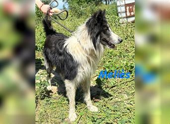 Meliès 02/2021 (in Deutschland) - lernwilliger, sozialer und sportlicher Border Collie!