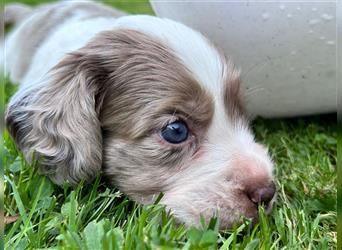 Engl. Mini COTRALIAN Welpen COCKER SPANIEL MINI AUSSIE MIX ab dem 29.9