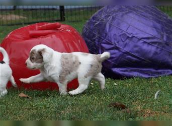 Engl. Mini COTRALIAN Welpen COCKER SPANIEL MINI AUSSIE MIX ab dem 29.9