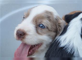 Mini COTRALIAN Welpen COCKER SPANIEL MINI AUSSIE MIX ab dem 29.9