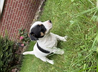 Jack Russel Terrier  Welpen