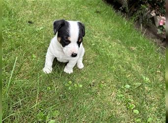 Jack Russel Terrier  Welpen