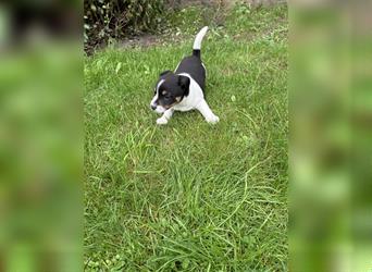 Jack Russel Terrier Welpen