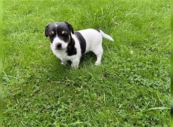 Jack Russel Terrier Welpen