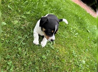 Jack Russel Terrier Welpen