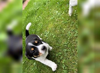 Jack Russel Terrier Welpen