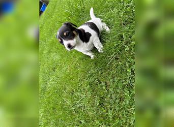 Jack Russel Terrier Welpen