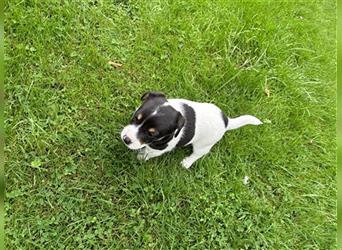 Jack Russel Terrier Welpen