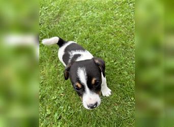 Jack Russel Terrier Welpen