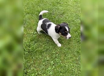 Jack Russel Terrier Welpen