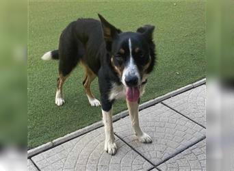 DORA ca. 2 J. Border Collie-Hündin, für Familien bzw Anfänger