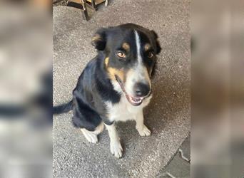 DORA ca. 2 J. Border Collie-Hündin, für Familien bzw Anfänger