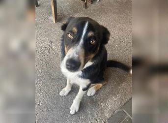 DORA ca. 2 J. Border Collie-Hündin, für Familien bzw Anfänger