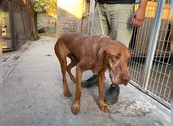 Geza, Magyar Vizsla freundlich. Auch verträglich mit Katzen