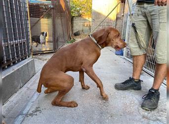 Geza, Magyar Vizsla freundlich. Auch verträglich mit Katzen