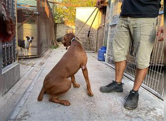 Geza, Magyar Vizsla freundlich. Auch verträglich mit Katzen