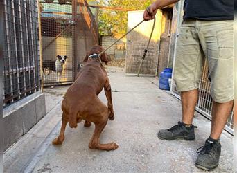 Geza, Magyar Vizsla freundlich. Auch verträglich mit Katzen