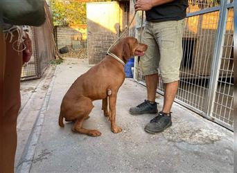 Geza, Magyar Vizsla freundlich. Auch verträglich mit Katzen