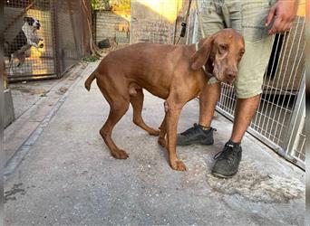 Geza, Magyar Vizsla freundlich. Auch verträglich mit Katzen