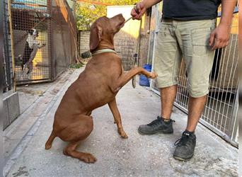 Geza, Magyar Vizsla freundlich. Auch verträglich mit Katzen