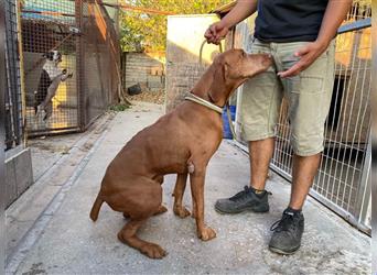 Geza, Magyar Vizsla freundlich. Auch verträglich mit Katzen