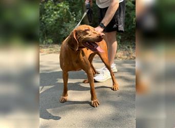 Geza, Magyar Vizsla freundlich. Auch verträglich mit Katzen