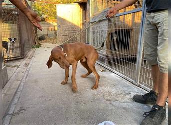 Geza, Magyar Vizsla freundlich. Auch verträglich mit Katzen