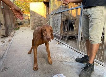 Geza, Magyar Vizsla freundlich. Auch verträglich mit Katzen