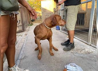 Geza, Magyar Vizsla freundlich. Auch verträglich mit Katzen