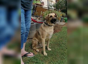 Dama, Mix Schäferhund / Labrador , lieb und verträglich  auch mit Katzen