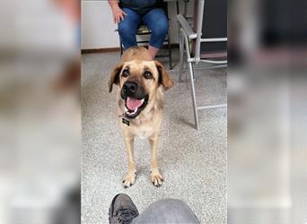 Dama, Mix Schäferhund / Labrador , lieb und verträglich  auch mit Katzen