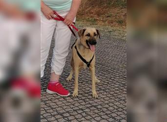 Dama, Mix Schäferhund / Labrador , lieb und verträglich  auch mit Katzen