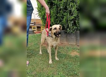 Dama, Mix Schäferhund / Labrador , lieb und verträglich  auch mit Katzen