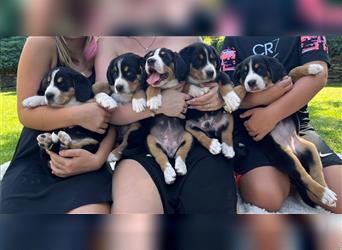 Entlebucher Sennenhunde vom Bauernhof