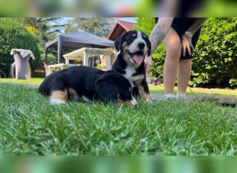 Entlebucher Sennenhunde vom Bauernhof