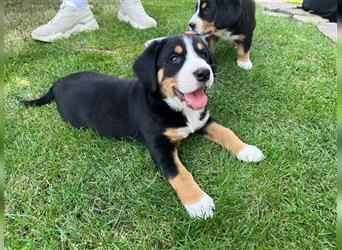 Entlebucher Sennenhunde vom Bauernhof