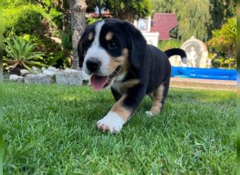 Entlebucher Sennenhunde vom Bauernhof