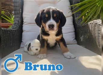 Entlebucher Sennenhunde vom Bauernhof