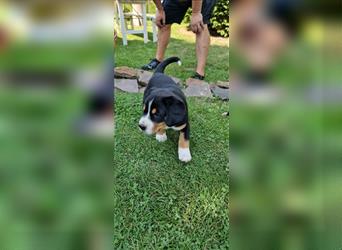 Entlebucher Sennenhunde vom Bauernhof