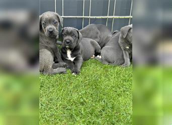 Cane Corso Welpen